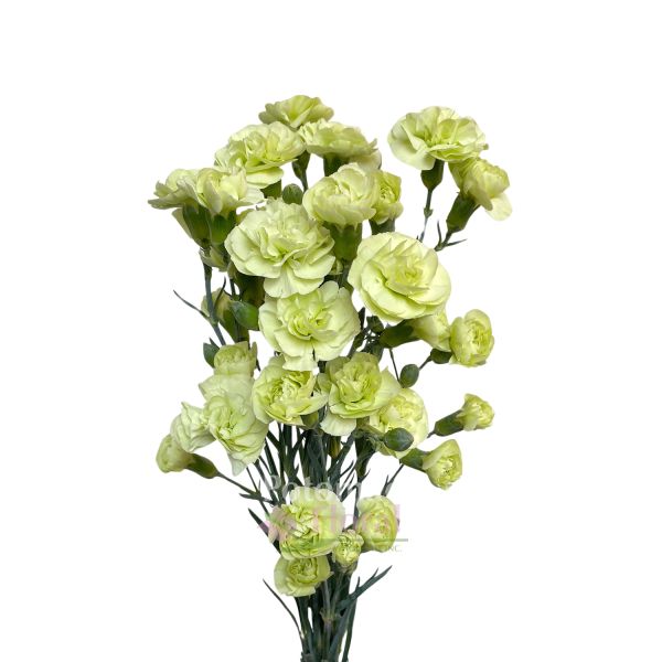 Mini Carnation Natural Green - Potomac Floral Wholesale
